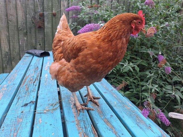 Copper maran blue maran Warren hen For Sale in Swanage, Dorset | Preloved