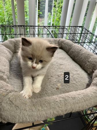 Image 4 of Adorable Ragdoll Kittens Ready in 1 weeks
