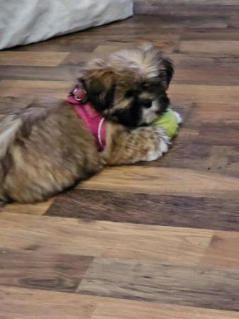 Image 6 of Lhasa apso puppiesfor sale