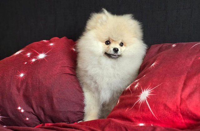 Image 8 of Fluffy KC registered Pomeranian Puppies