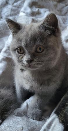 Image 1 of Full British short-haired kittens