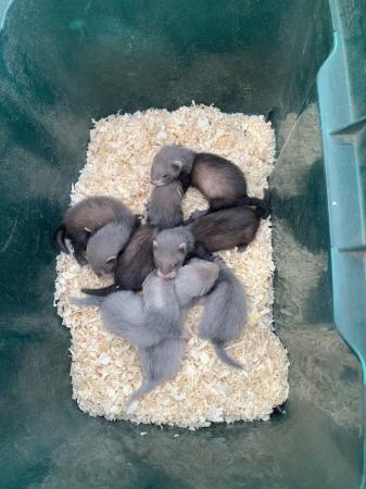 Image 4 of Ferret kits for sale ready now