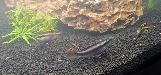 Image 6 of 2 x Kribensis  - Dwarf Rainbow Krib Pelvicachromis Pulcher