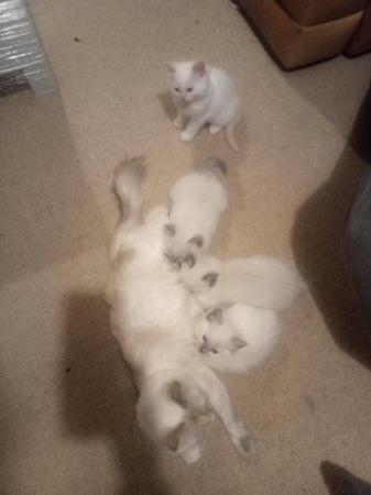 Image 7 of SOLD Pedigree Ragdoll kittens for sale £650 each