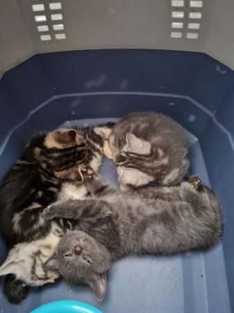 Image 5 of 4 silver mackerel  bengal Cross silver tabbies for sale