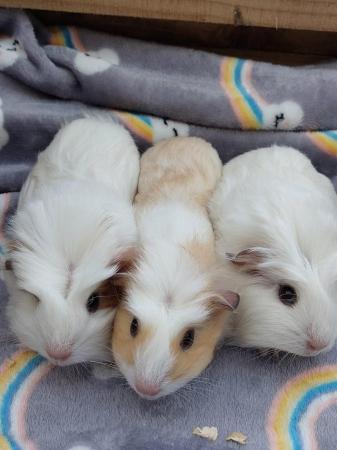 Image 1 of 6 wk old baby girl/sow Guinea Pigs