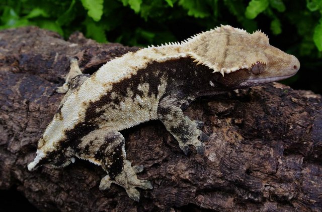 Image 2 of Harlequin male Crested geckos