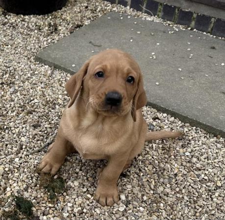 Image 10 of Gorgeous KC registered fox red Labrador puppies