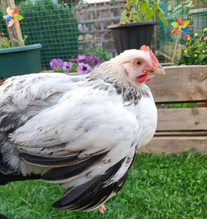 Image 5 of Pet Chickens/Poultry/Hens/Cockerells/Frizzle feathered for s