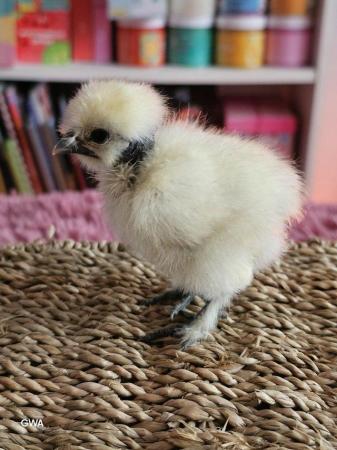 Image 4 of SHOWGIRL/SILKIE fertile hatching eggs
