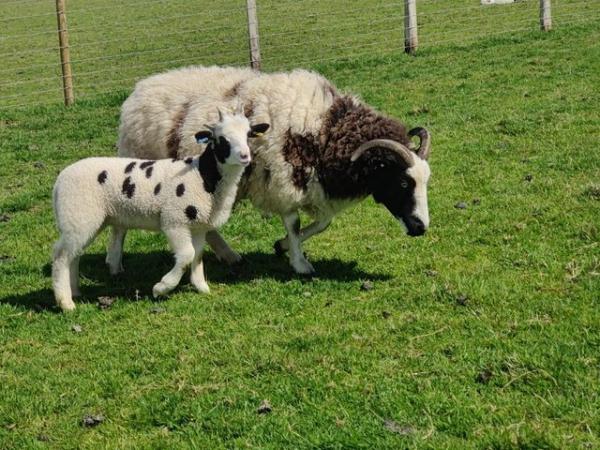 Image 3 of 4 Pedigree Jacob Breeding Ewes with lambs at foot