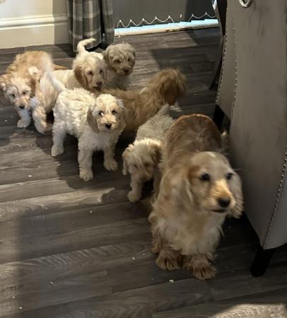 Image 2 of 8 week old f1 cockapoo boys ready to leave