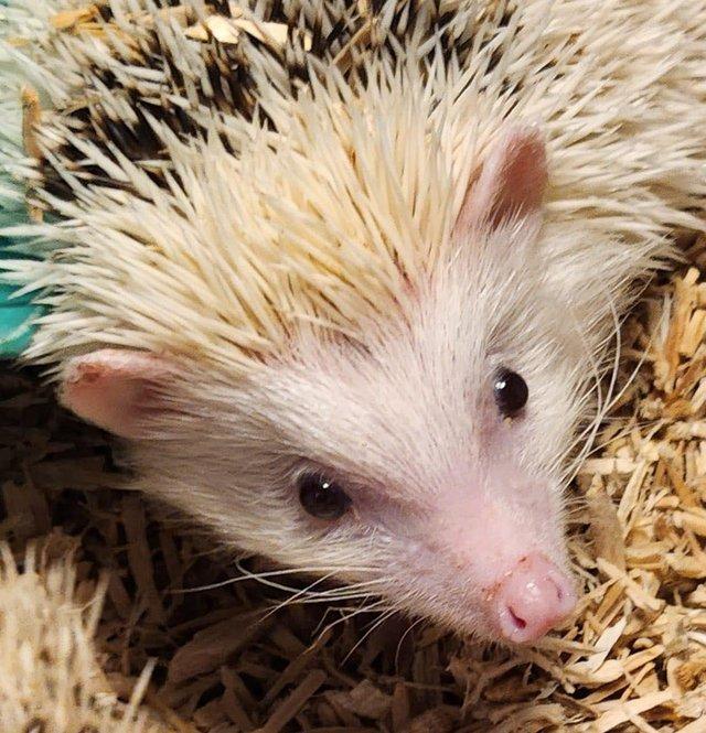 Preview of the first image of CUTE BABY AFRICAN PYGMY HEDGEHOGS.