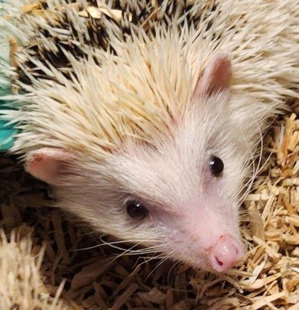 Image 1 of CUTE BABY AFRICAN PYGMY HEDGEHOGS