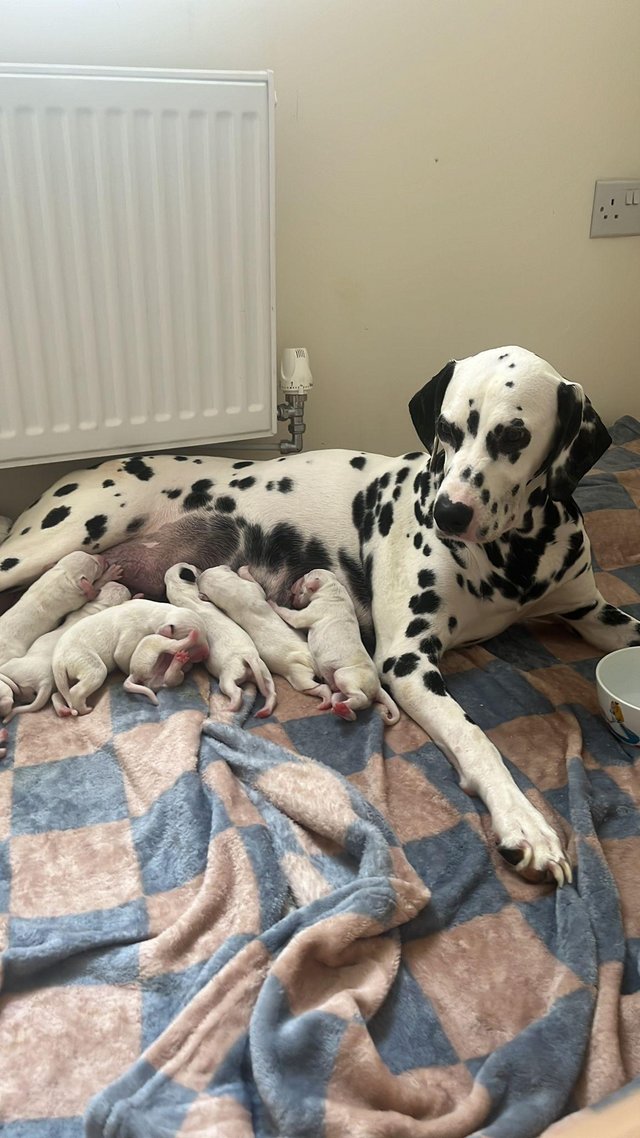 Preview of the first image of 12 beautiful Dalmatian puppies.