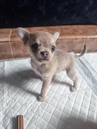 Image 2 of Chihuahua male pups for sale