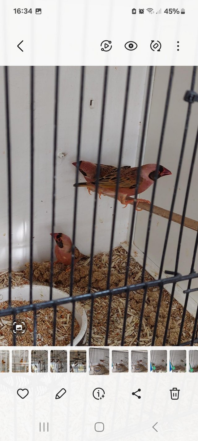Preview of the first image of Foreign finches and a 22/23/24.