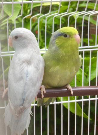 Image 7 of Celestial Parrotlet, pacific parrotlets