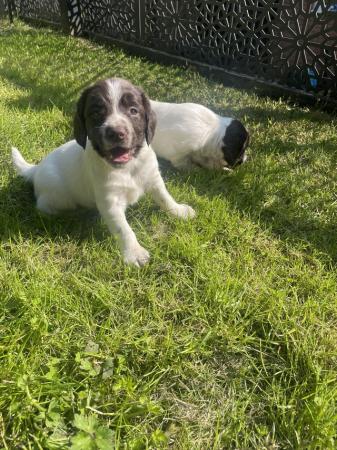 Image 3 of Springer Spaniel puppies for sale x2 boys x2 bitches