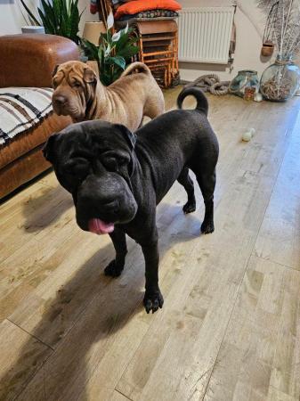 Image 6 of Shar pei boy and girl looking for new home