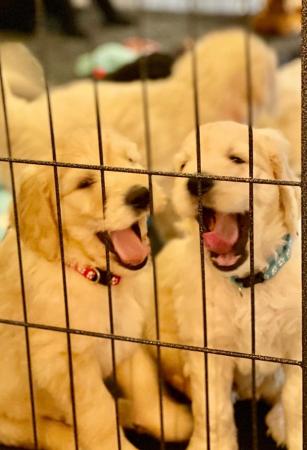 Image 4 of Beautiful Goldendoodle puppies for sale