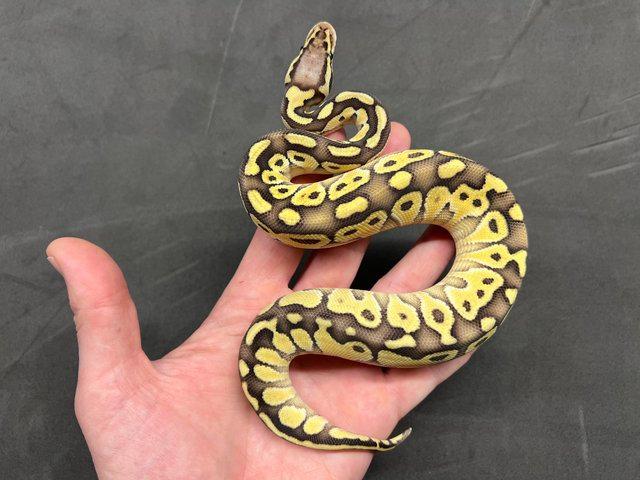 Preview of the first image of Pastel Lesser 66% het Monarch 50% het Clown Male ball python.