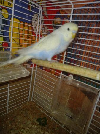 Image 12 of Budgies for sale liverpool