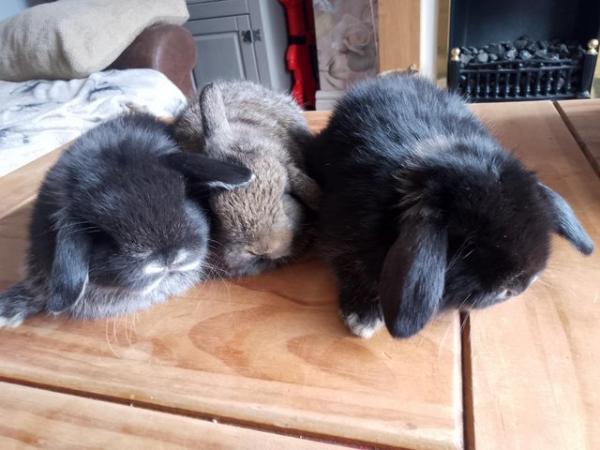 Image 5 of Stunning mini lop babies LAST GIRL AVAILABLE