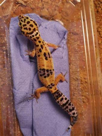 Image 3 of Leopard Geckos for sale (optional setups)