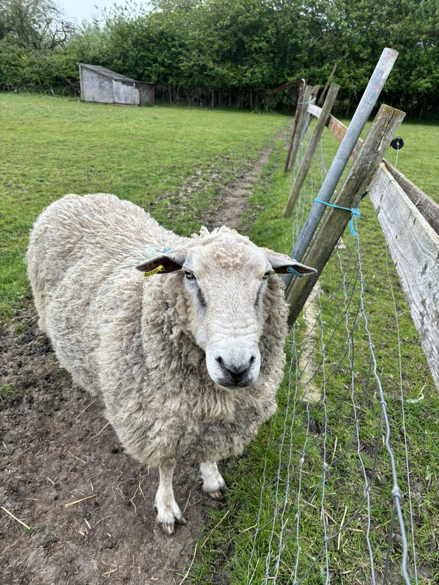 Preview of the first image of Friendly family Ram looking for a nice home.