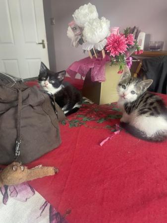 Image 20 of 9 week old kittens for sale