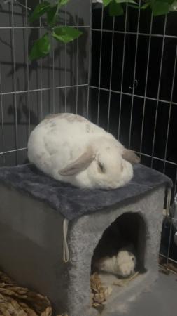 Image 1 of neutered 3 year old male bunny