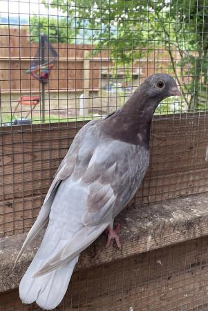 Image 3 of Mixed Pigeons for Sale x7