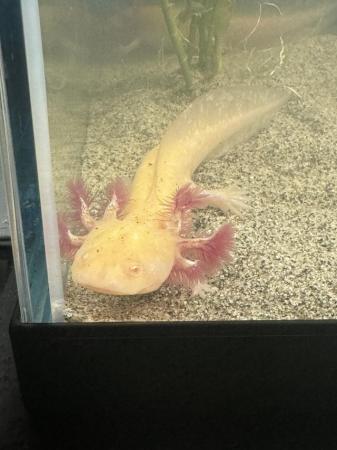 Image 3 of 2 x 5 month old golden axolotls, One male, One female.