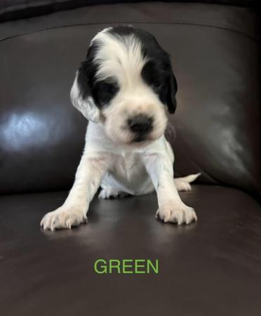 Image 6 of Beautiful KC Registered English Springer Spaniel Puppies