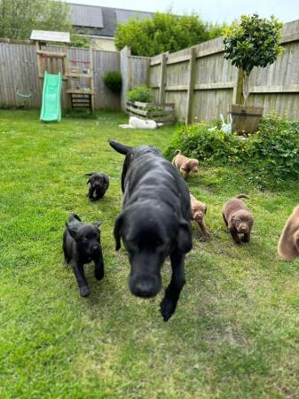 Image 5 of Labrador retriever puppies