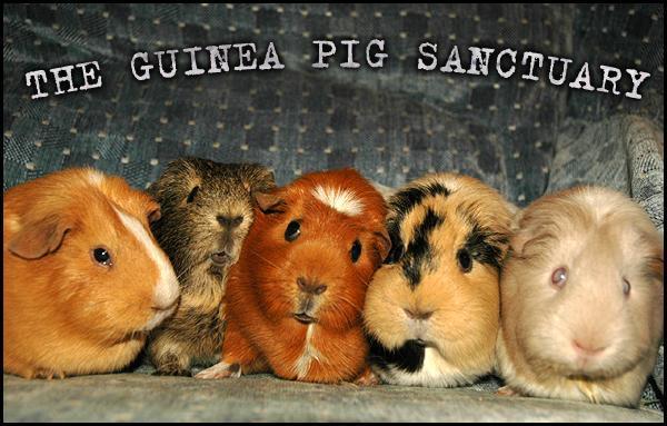 Preview of the first image of Wrexham Female Guinea Pig Sanctuary.