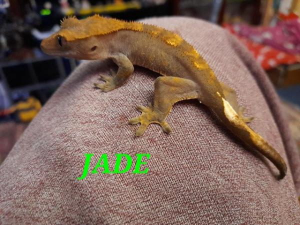 Image 3 of Dash pin flame crested gecko