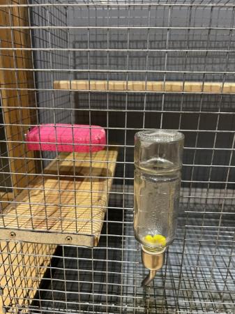 Image 3 of Two Thicket House Chinchilla Cage Plus Accessories