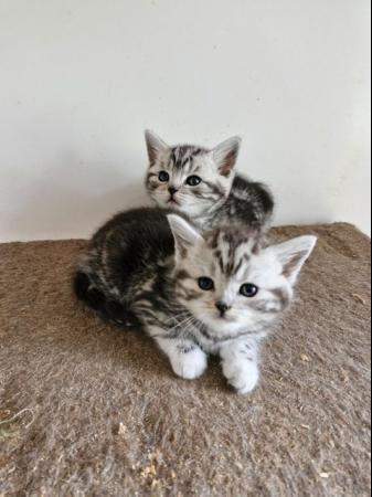 Image 7 of British Short Hair Kittens