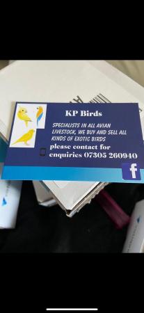 Image 2 of Wanted all types of birds large lots avairy clearance etc