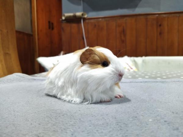 Image 1 of Male long haired Silkie guinea pig baby for sale