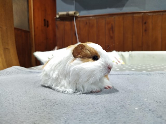 Preview of the first image of Male long haired Silkie guinea pig baby for sale.