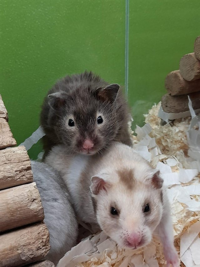 Preview of the first image of Syrian Hamsters male and female.