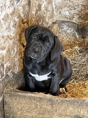 Image 10 of Ready to leave now 8 Cane Corso puppies 3 remaining