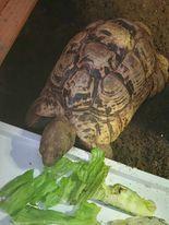 Image 4 of 2 healthy male leopard tortoise 18 and 8yrs old
