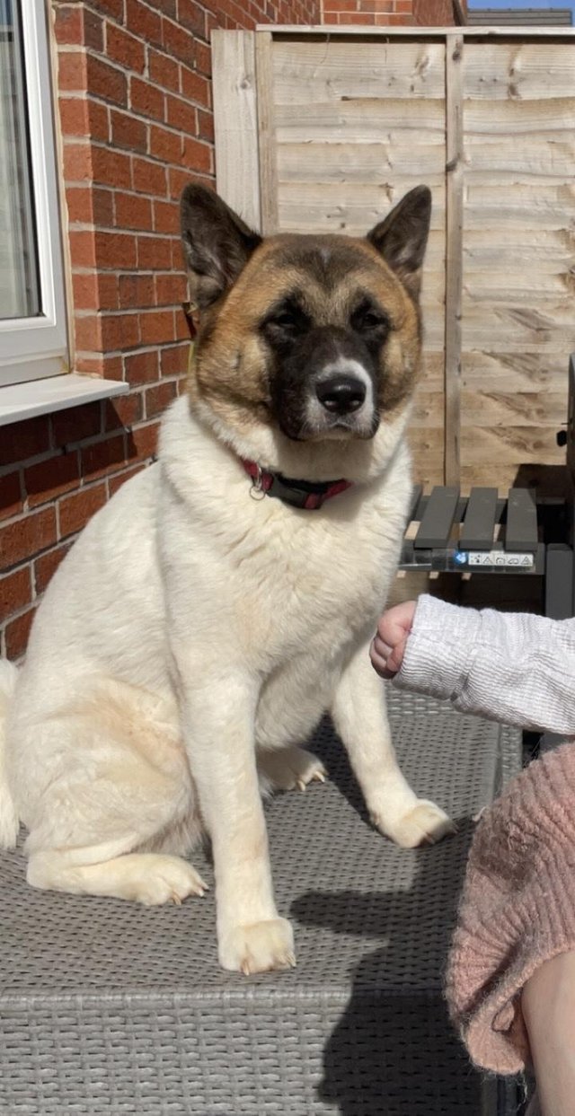 Preview of the first image of Rehoming female dog akita age 3.