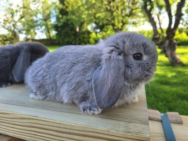 Image 2 of Mini Lop Pure Breed Baby Rabbits For Sale