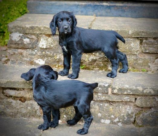 Image 2 of working cocker spaniel puppies for sale KCreg