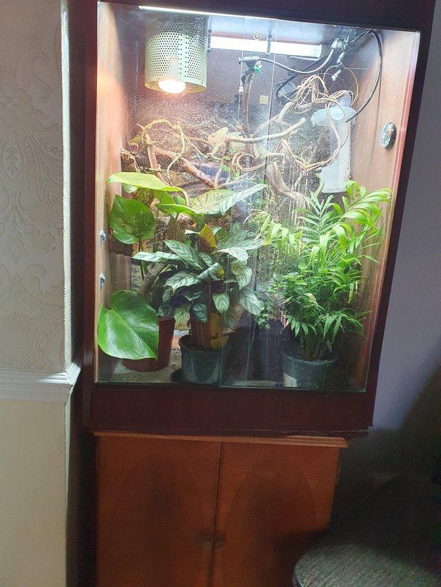 Preview of the first image of Large vivarium and full set up.
